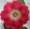 Глоксиния Глоксиния Тigrina Red