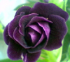 Глоксиния Глоксиния Silvana Violet