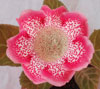 Глоксиния Глоксиния Tigrina Pink