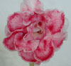 Глоксиния Глоксиния Розовый Мрамор Pink Marble