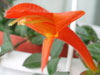 Фиалка Колумнея Orange Sherbet
