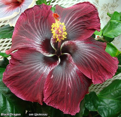  Black Dragon Hibiscus 