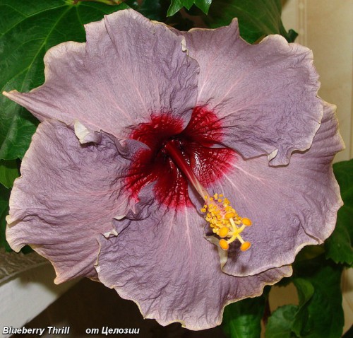  Blueberry Thrill Hibiscus 