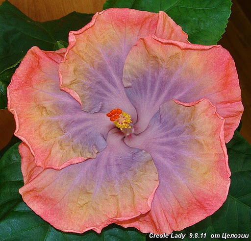  Creole Lady Hibiscus 