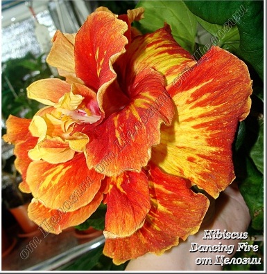  Dancing Fire Hibiscus 