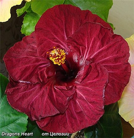  Dragon's Heart Hibiscus 