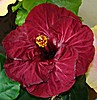 Гибискус Dragon's Heart Hibiscus
