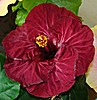  Dragon's Heart Hibiscus