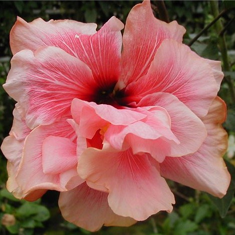  EXOTICA RASPBERRY SWEET Hibiscus 