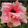 Гибискус EXOTICA RASPBERRY SWEET Hibiscus