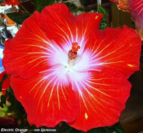  Electric Orange Hibiscus 