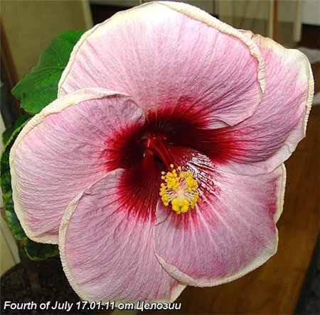  Fourth of July Hibiscus 