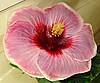 Гибискус Fourth of July Hibiscus