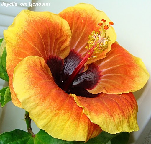  Jayella Hibiscus 