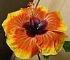 Гибискус Jayella Hibiscus