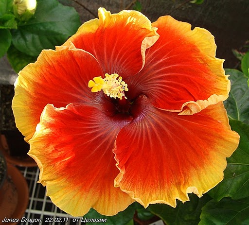  June's Dragon Hibiscus 