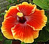 Гибискус June's Dragon Hibiscus