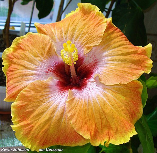  Kevin Johnson Hibiscus 