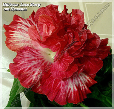  Love Story Hibiscus 