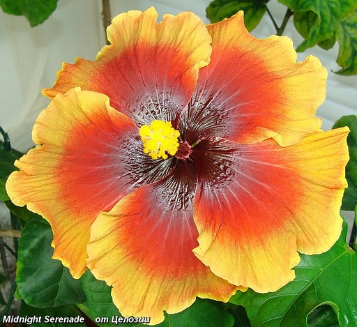  Midnight Serenade Hibiscus 