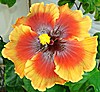 Гибискус Midnight Serenade Hibiscus