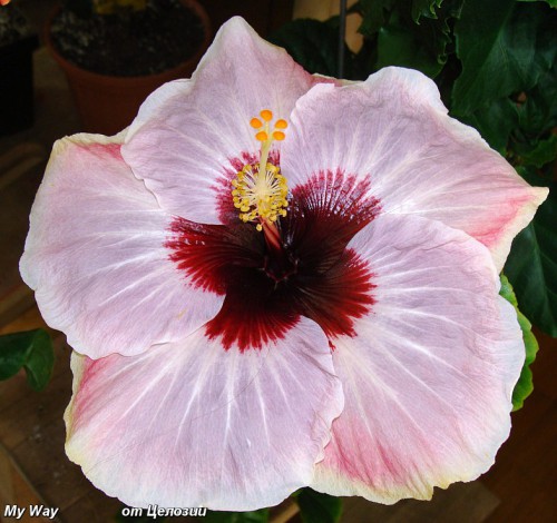  My Way Hibiscus 