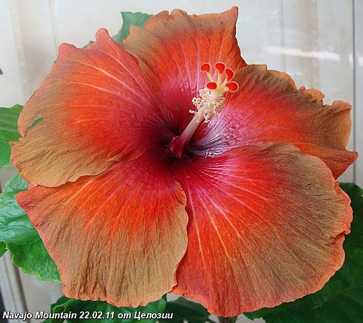  Navajo Mountain Hibiscus 