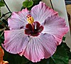 Гибискус Miss Congeniality Hibiscus