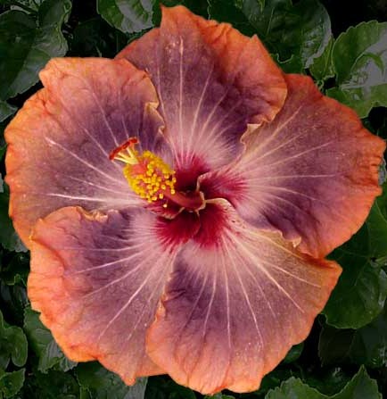  Gabriel Hibiscus 