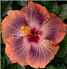 Гибискус Gabriel Hibiscus