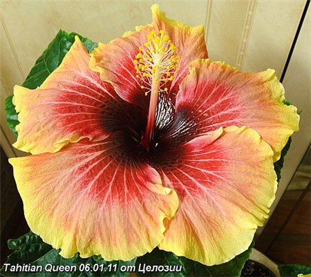  Tahitian Queen Hibiscus 