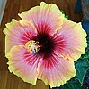 Гибискус Tahitian Queen Hibiscus