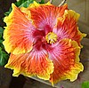 Гибискус Susan Schlueter Hibiscus