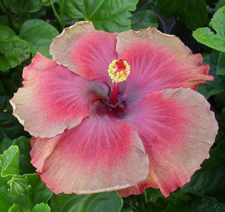  Tahitian Burning Sands Hibiscus 