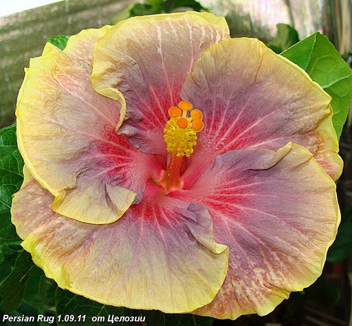  Persian Rug Hibiscus 