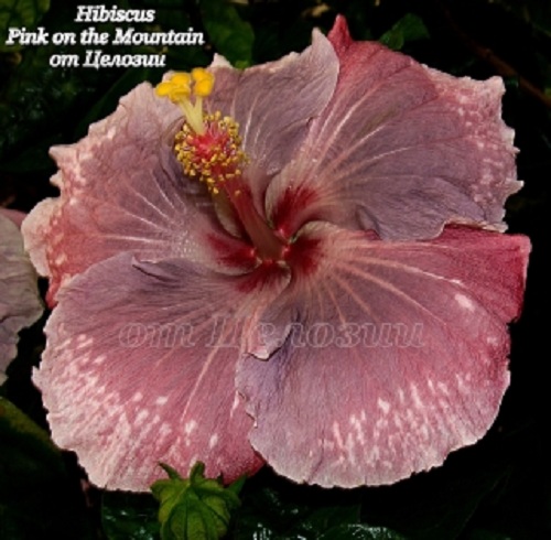 Pink on the Mountain Hibiscus 