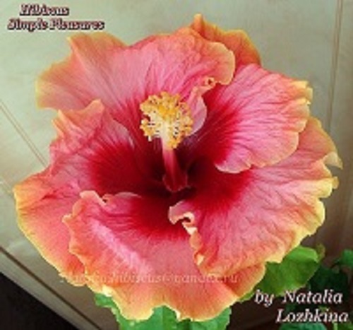  Simple Pleasures Hibiscus 