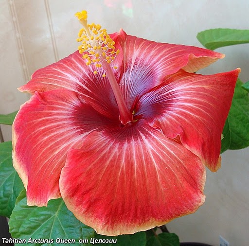  Tahitian Arcturus Queen Hibiscus 