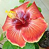 Гибискус Tahitian Arcturus Queen Hibiscus