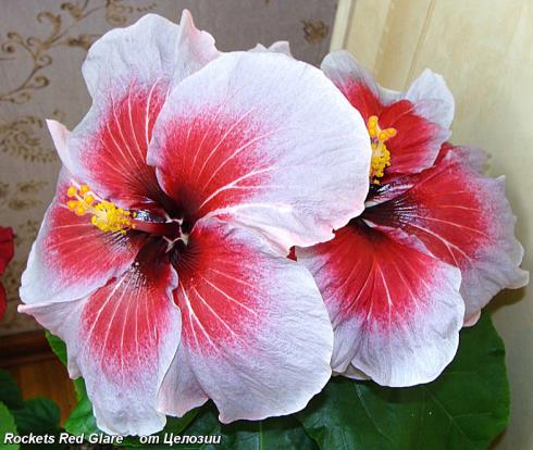  Rocket's Red Glare Hibiscus 