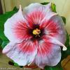 Гибискус Rocket's Red Glare Hibiscus