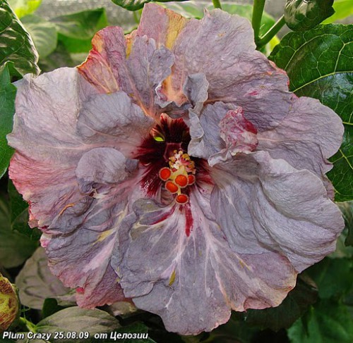  Plum Crazy Hibiscus 