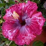  Tahitian Purple Splendor Hibiscus 