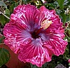 Гибискус Tahitian Purple Splendor Hibiscus