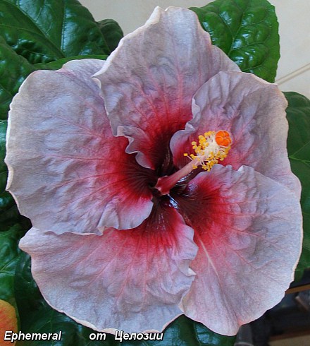  Ephemeral Hibiscus 