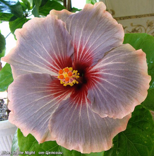  Blues in the Night Hibiscus 