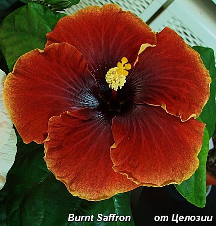  Burnt Saffron Hibiscus 