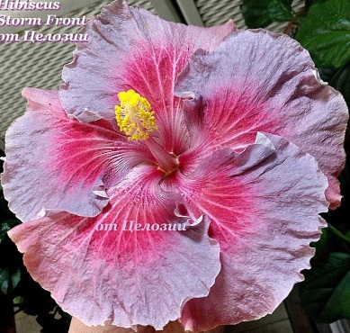  Storm Front Hibiscus 