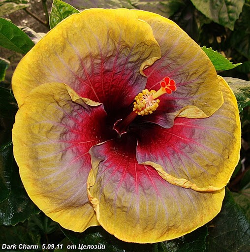  Dark Charm Hibiscus 