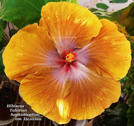  Tahitian Sophistication Hibiscus 